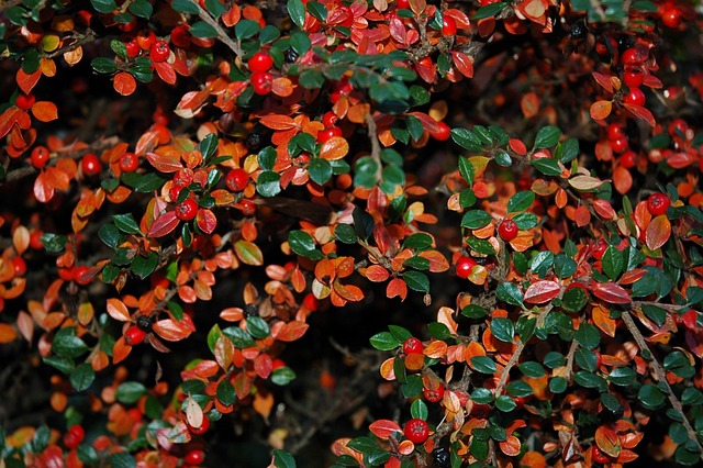 Beeren, Herbst, Blätter, Natur, Rot