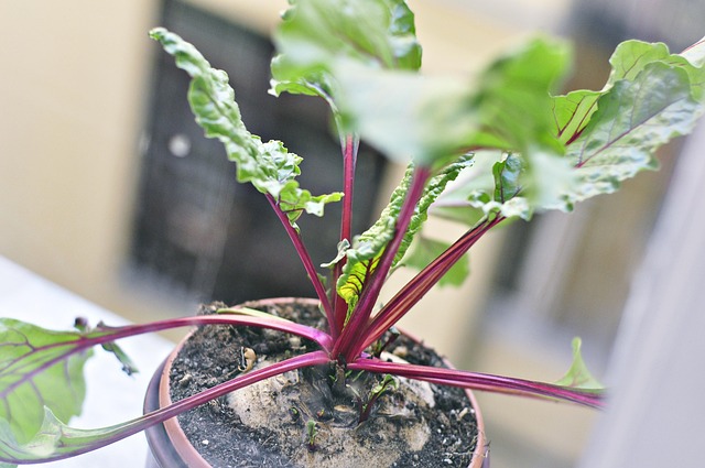 Free Beetroot Plant photo and picture