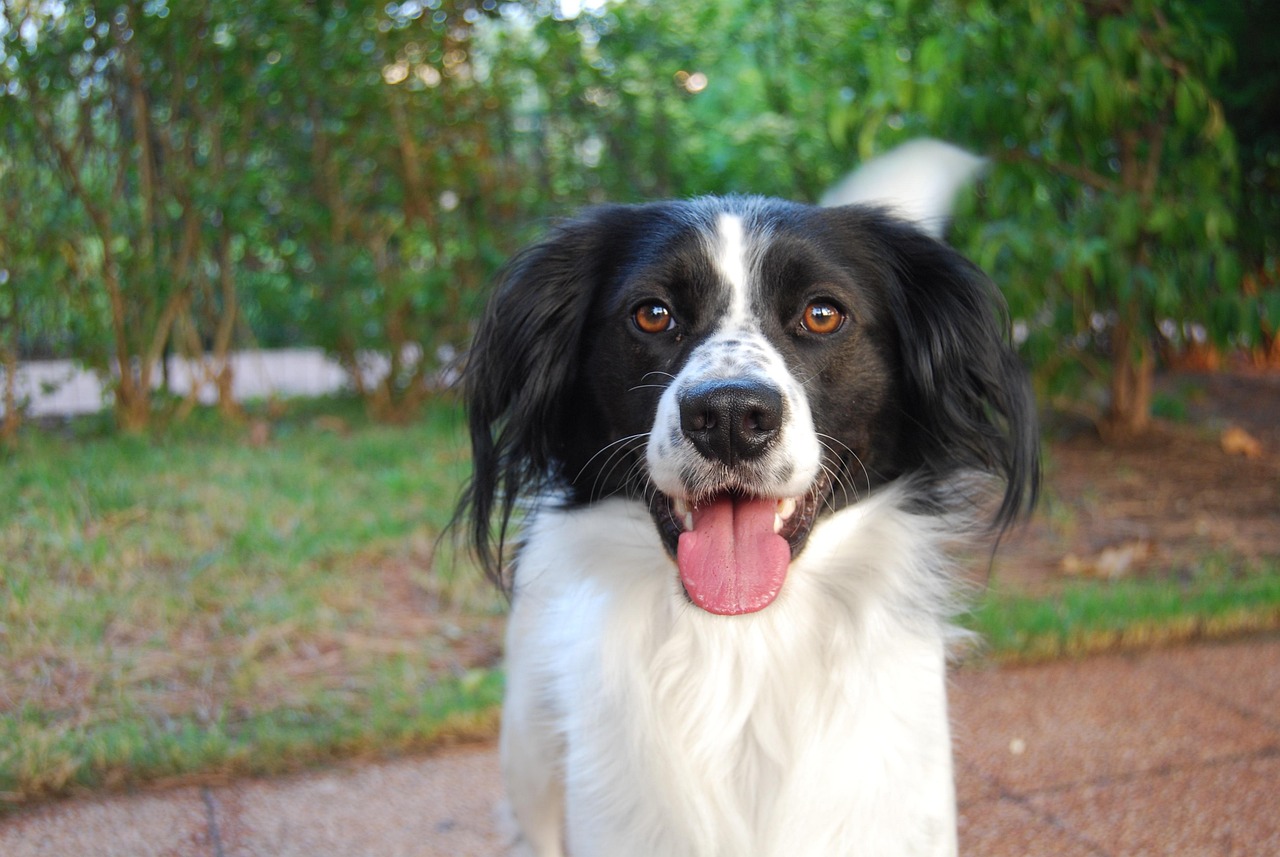 Perro pet blanco foto gratis en pixabay pixabay