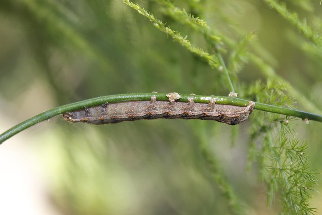 Free Caterpillar Insect photo and picture