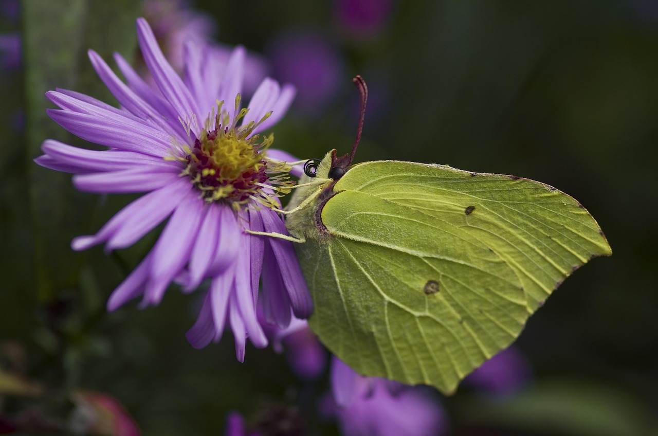Gonepteryx Rhamni Butterfly Fall - Free photo on Pixabay - Pixabay