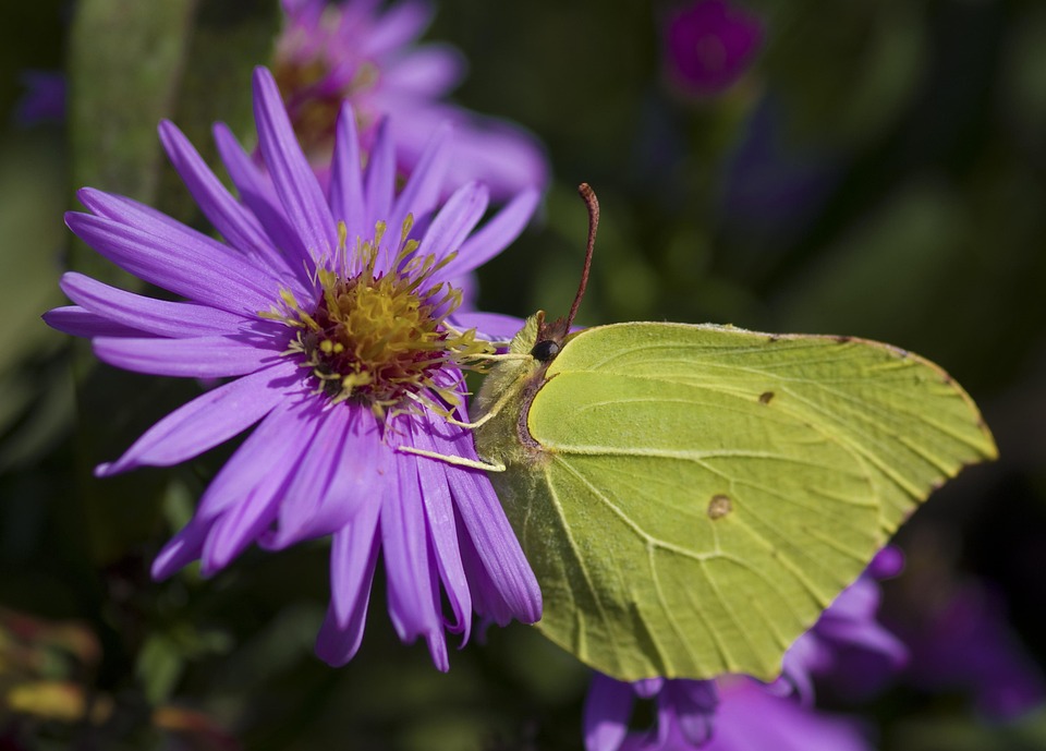 Gonepteryx Rhamni Butterfly Fall - Free photo on Pixabay - Pixabay