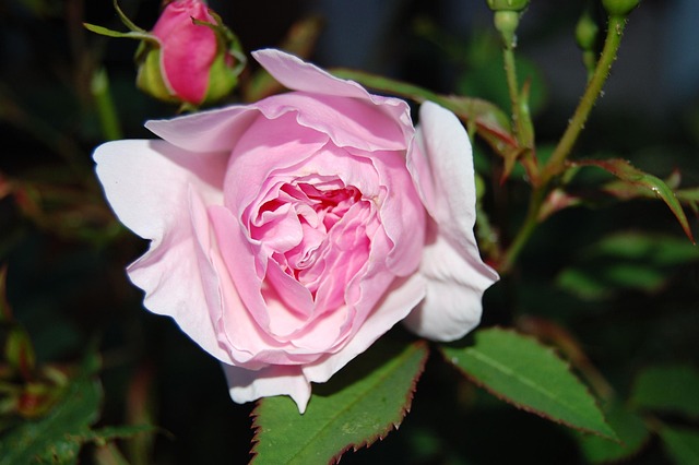 Dame Salisbury Rose, Rose, Rosa, Blüte