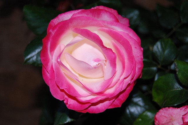 Nostalgie Rose, Rose, Rosa, Creme, Blume