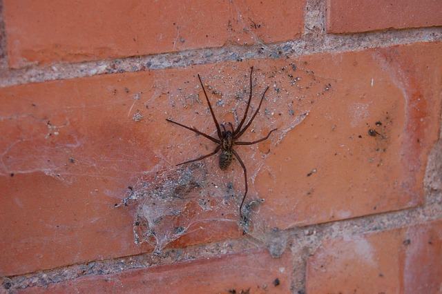 Spinne, Netz, Spinnennetz, Halloween