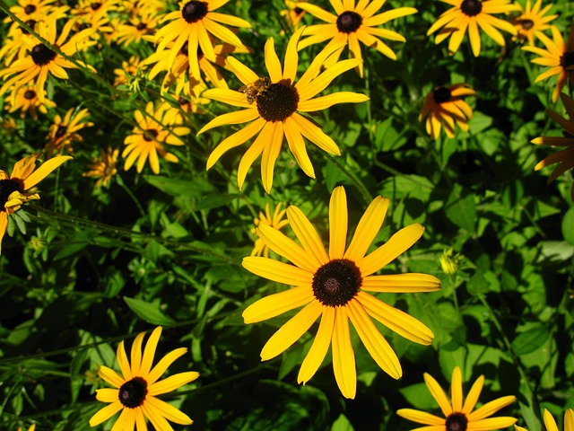 Free Daisies Flower photo and picture