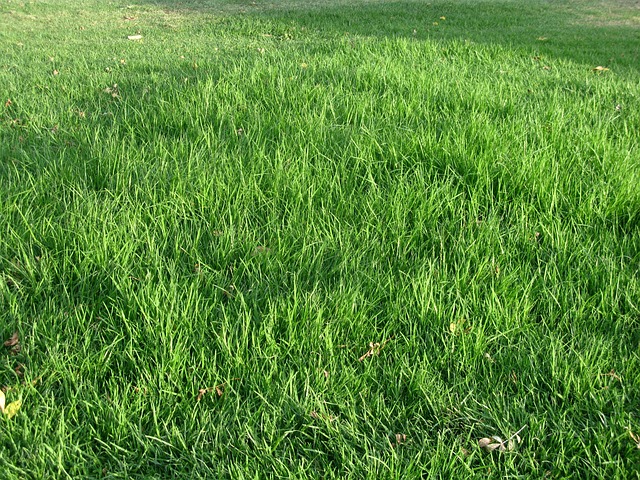 Free Grass Green photo and picture