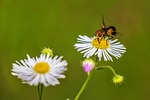 flower, plant, nature
