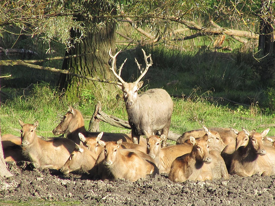 Free photo: Deer, Hirsch, Antler, Red Deer - Free Image on Pixabay - 465419