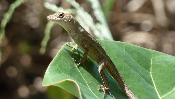 Free Gecko Lizard photo and picture