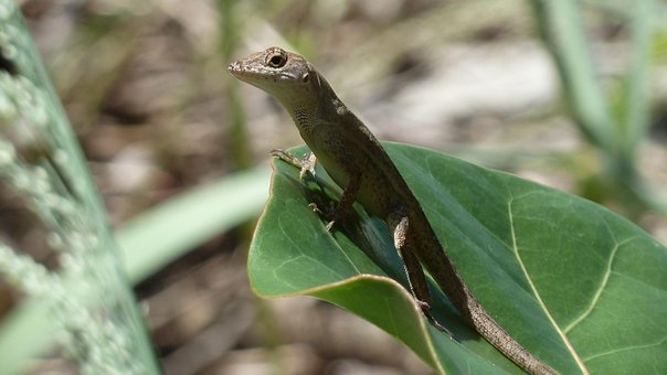 Free Gecko Lizard photo and picture