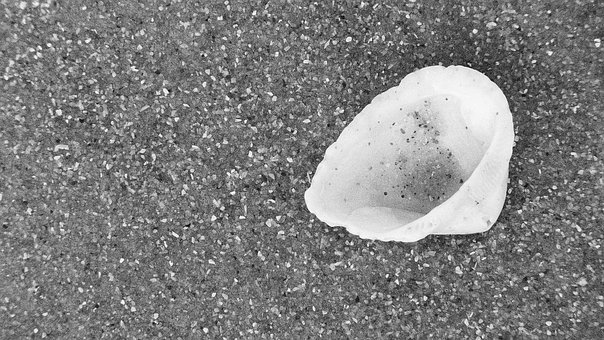 Free Seashell Sand photo and picture