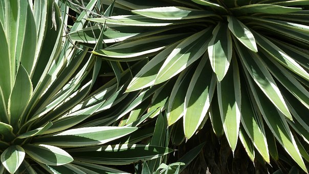 Free Leaves Clusters photo and picture
