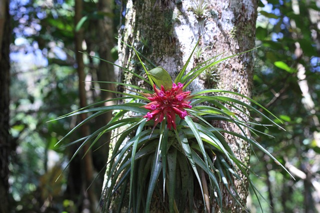 Free Bromeliad Flower photo and picture