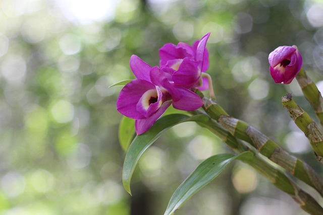 Free Orchid Purple photo and picture