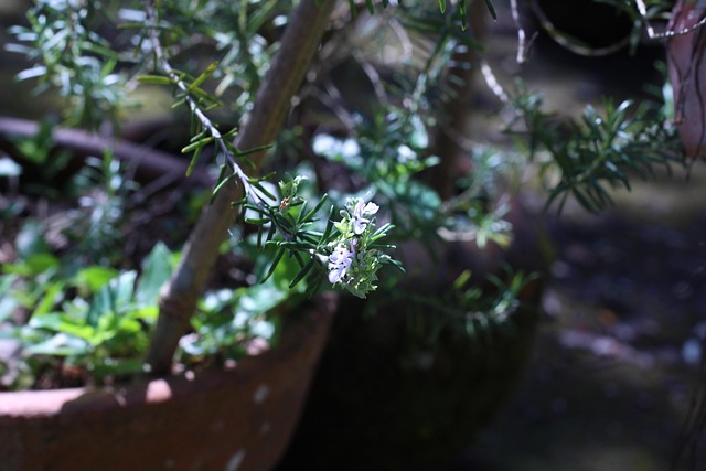 Free Rosemary Flower photo and picture