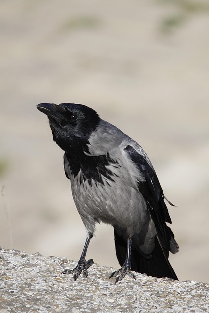 Free Hooded Crow Crow photo and picture