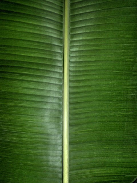 Banane, Blatt, Grün, Natur, Frisch
