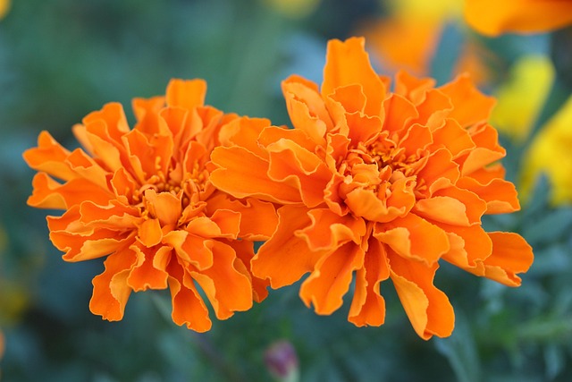 Free Garden Minnesota photo and picture