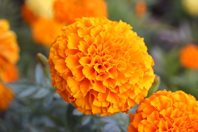 Free Floral Plant photo and picture