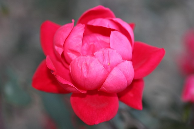 Free Rose Floral photo and picture