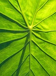 leaf, taro, natural