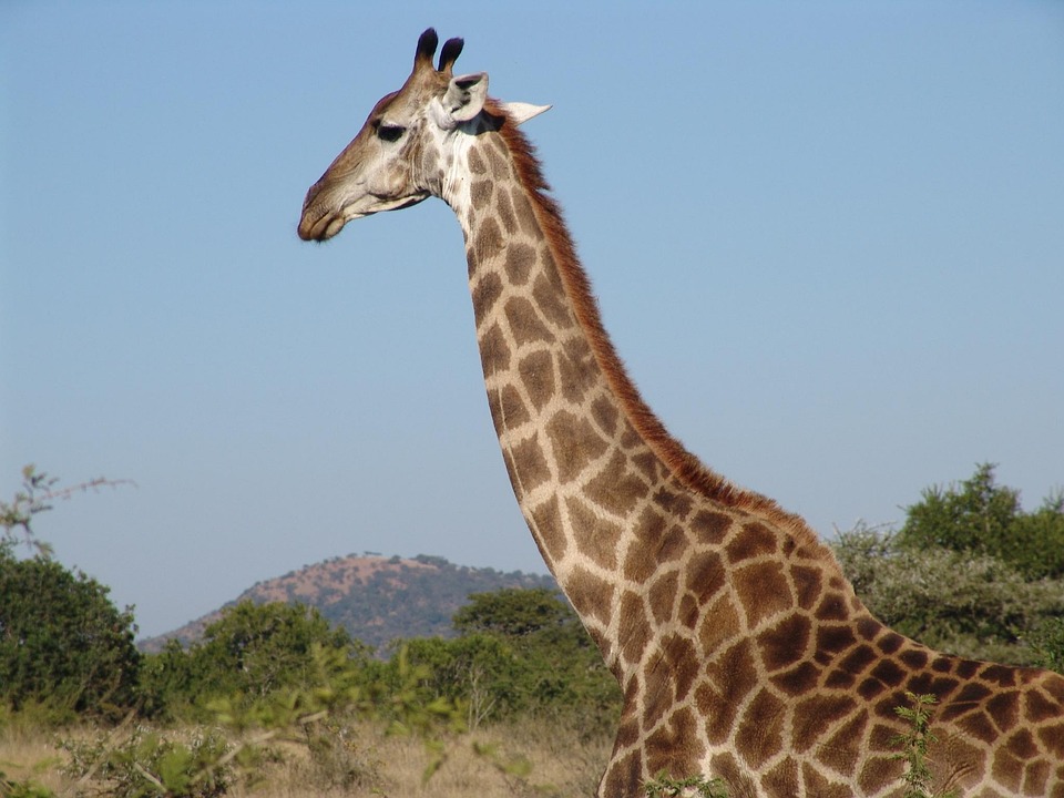 Giraffe Afrika - Kostenloses Foto auf Pixabay