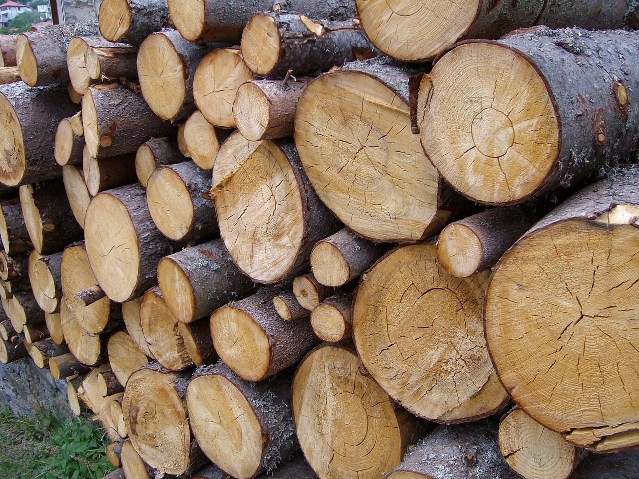 Trä Timmer Skogsavverkning - Gratis foto på Pixabay - Pixabay