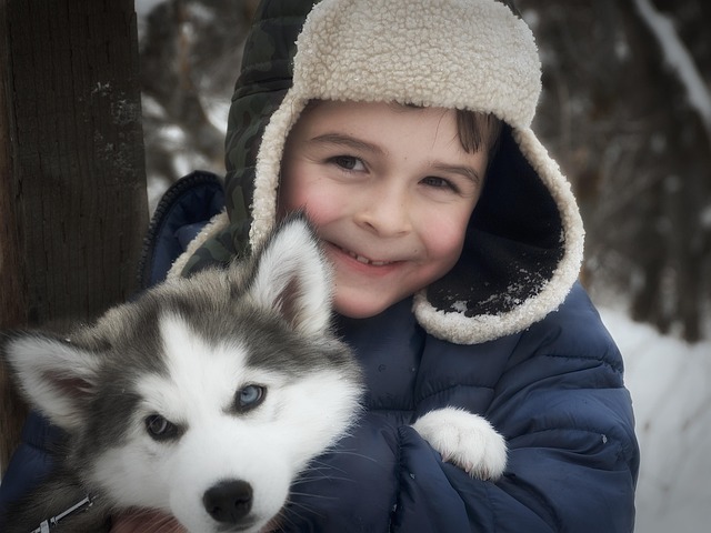 Husky, Barn, Dreng, Dyr, Hund, Vinter