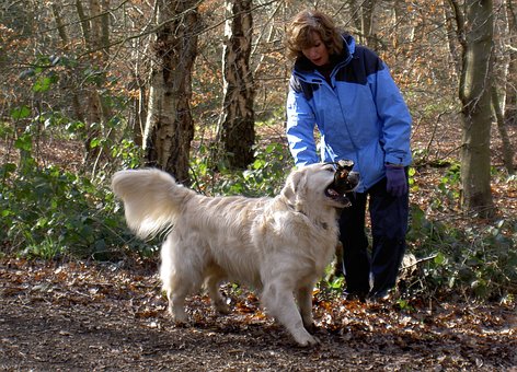 Free Retriever Labrador photo and picture