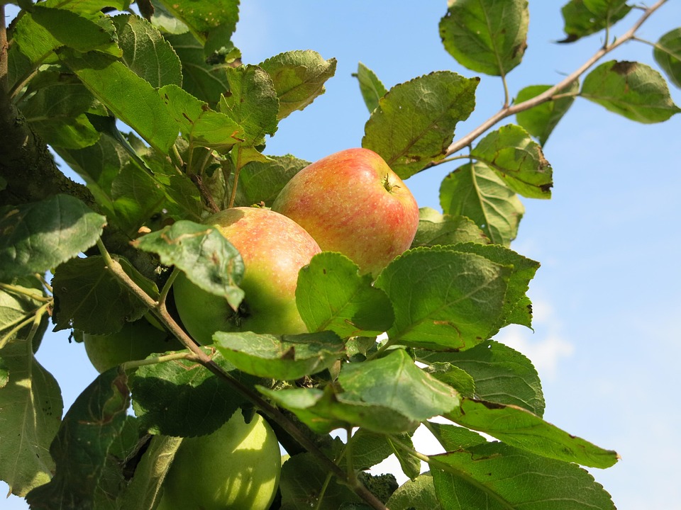 Apples September Fall - Free photo on Pixabay