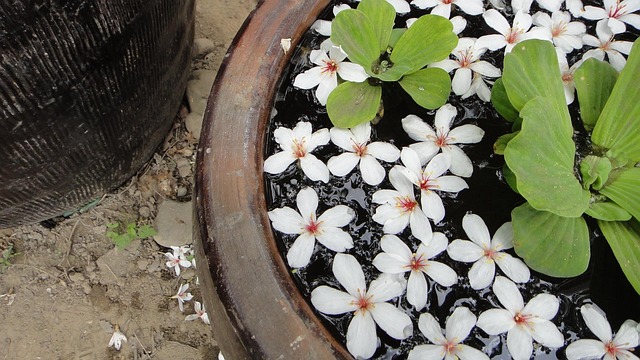Free Tung Blossom Water Tank photo and picture