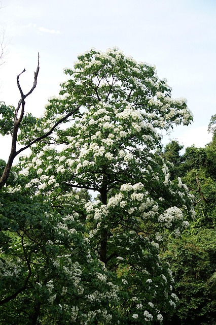 Free Tung Blossom Tree Flowering photo and picture
