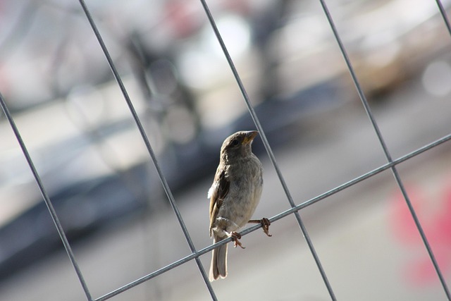Free Bird Sparrow photo and picture