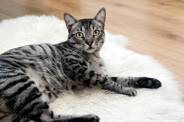 Free Cat Pet photo and picture Free Cat Pet photo and picture