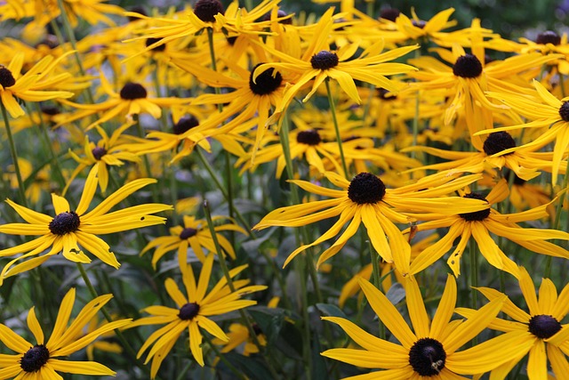 Free Arnica Flower photo and picture