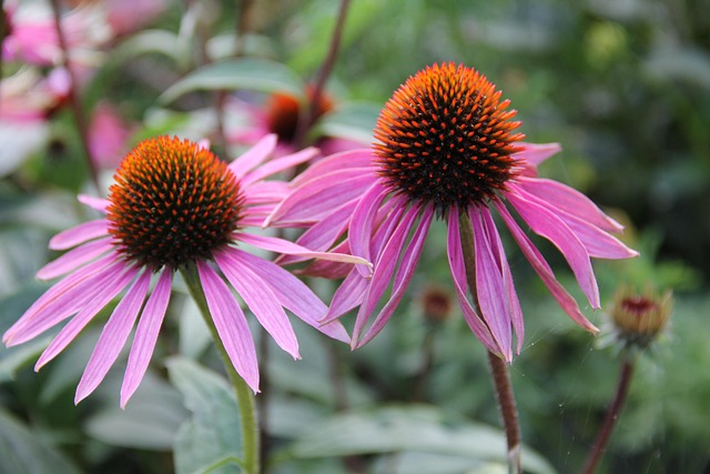 Free Echinacea Medicinal Plant photo and picture