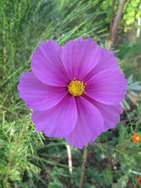 Free Jewelry Basket Cosmea photo and picture