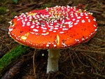 fly agaric, red, mushroom