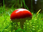 fly agaric, red, mushroom