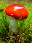 fly agaric, red, mushroom