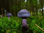 mushroom, autumn, violet