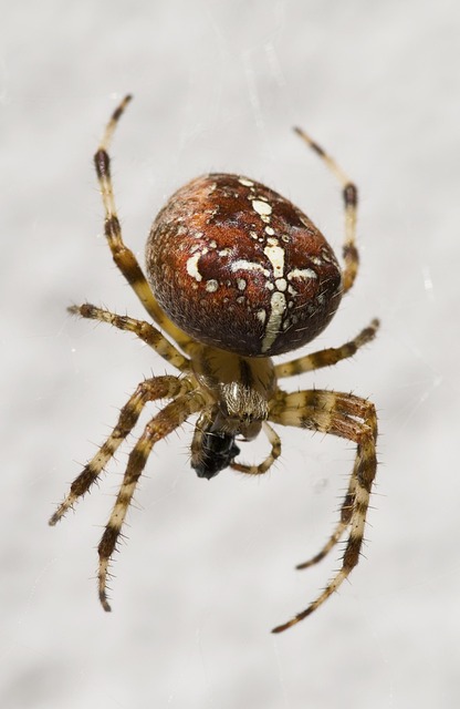 Free Garden Spider Arachnid photo and picture