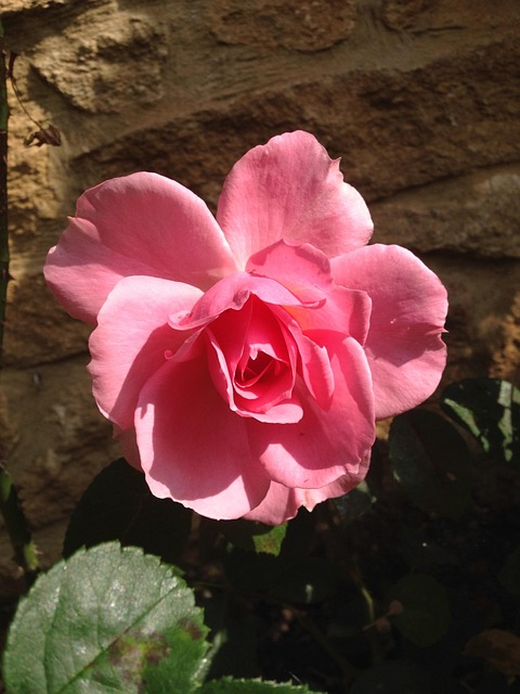 Du Bist Schöne Rose, Rose, Blume, Blüte