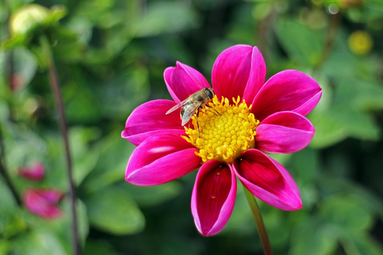 dahlias-469658_1280.jpg