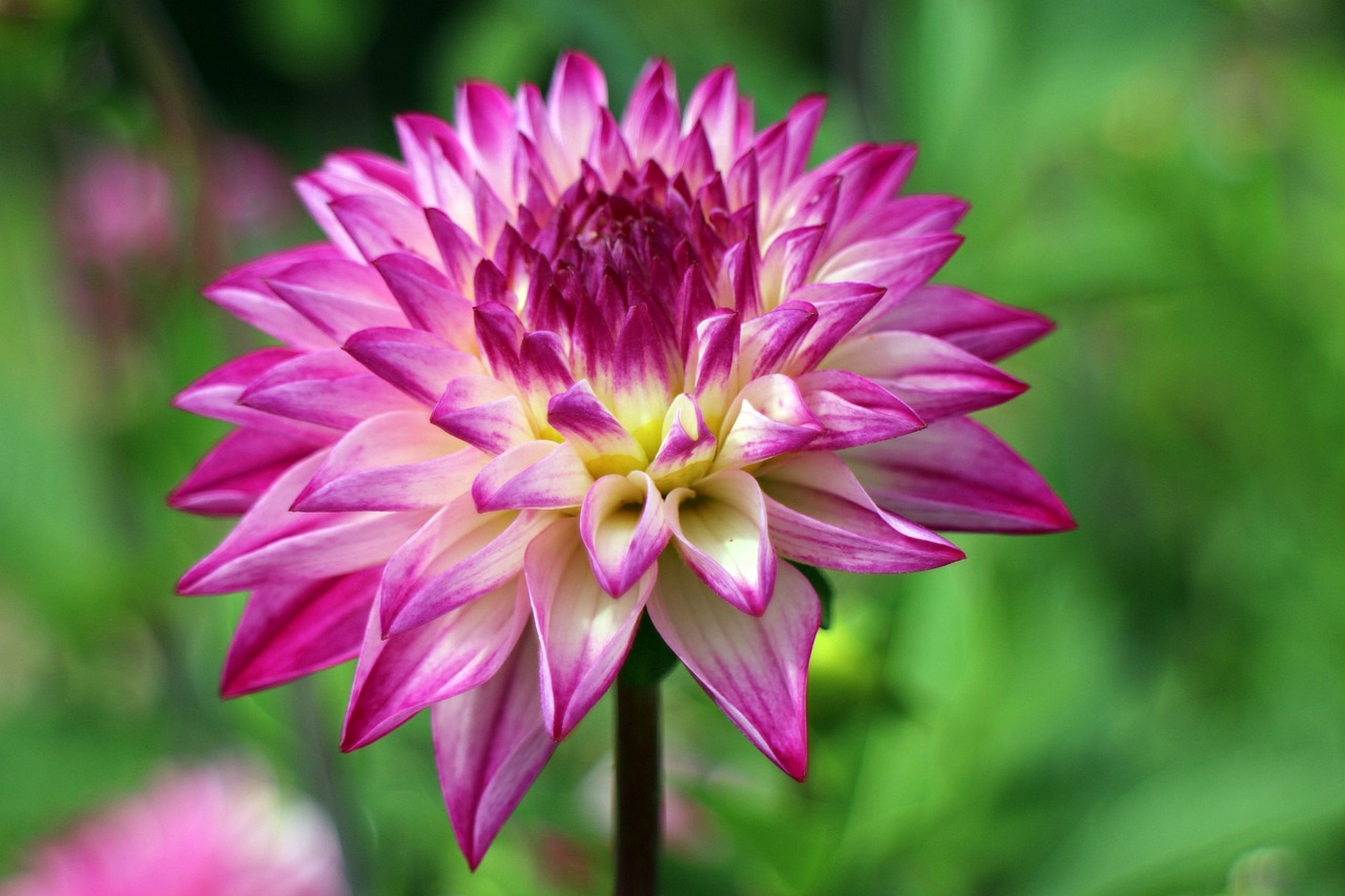 Dahlien Dahlia Georginen Kostenloses Foto Auf Pixabay Pixabay dahlien-dahlia-georginen-kostenloses-foto-auf-pixabay-pixabay