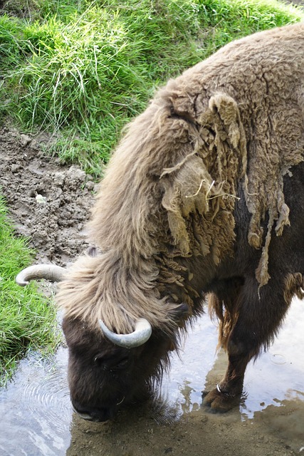 Free Bison Wisent photo and picture
