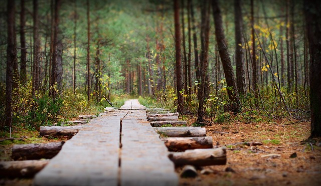 Free Nature Path photo and picture