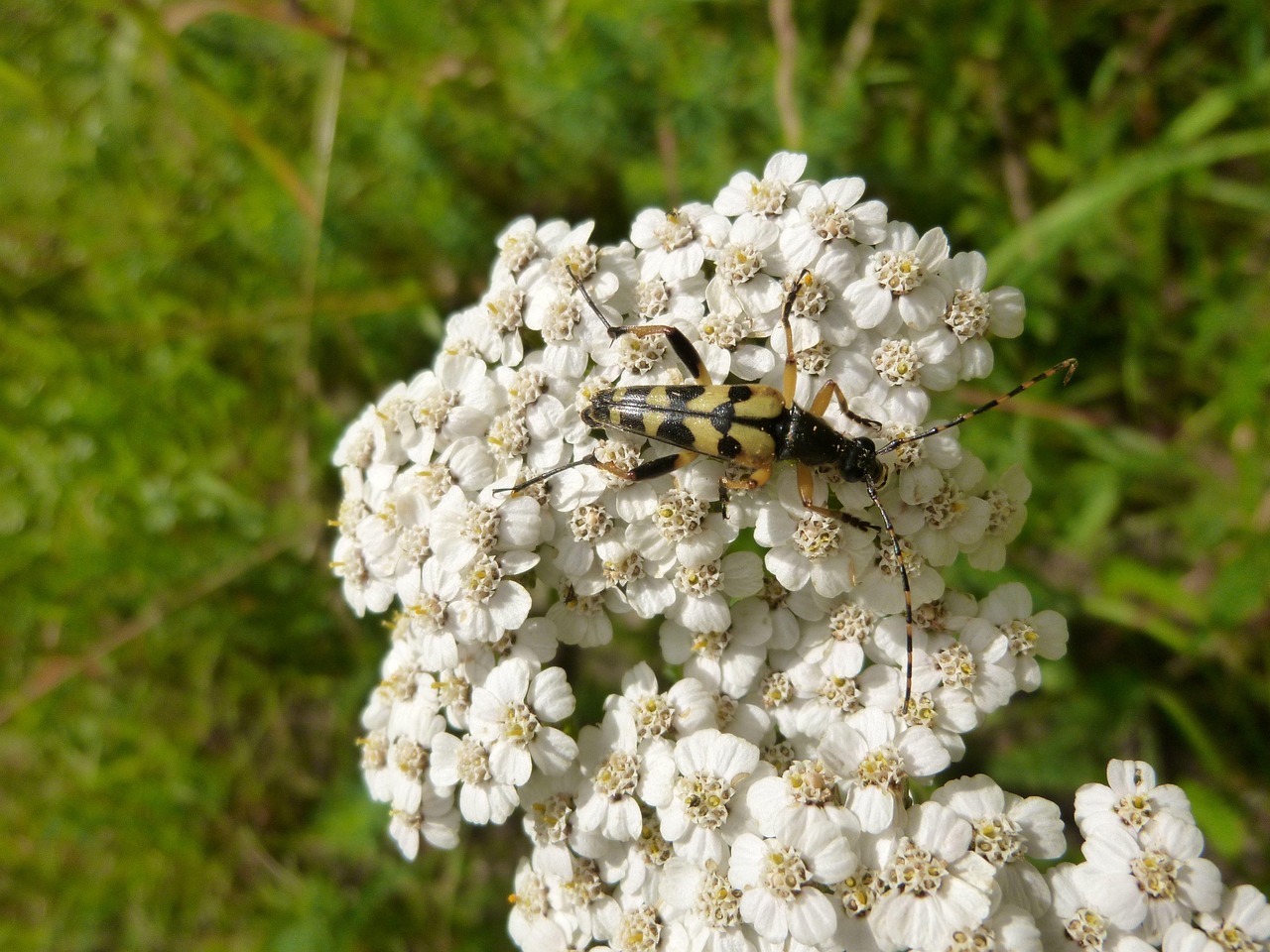 Schafgarbe Insekt Käfer Gefleckter - Kostenloses Foto auf Pixabay - Pixabay