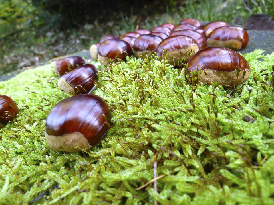 Herfst Kastanje Kastanjes · Gratis foto op Pixabay